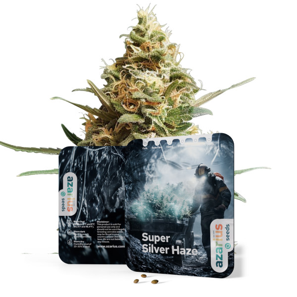Super Silver Haze Auto | Cannabissamen von Azarius