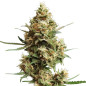 Super Silver Haze Auto Super Silver Haze Auto
