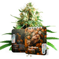 Tangerine Dream feminisierte Cannabissamen von Azarius