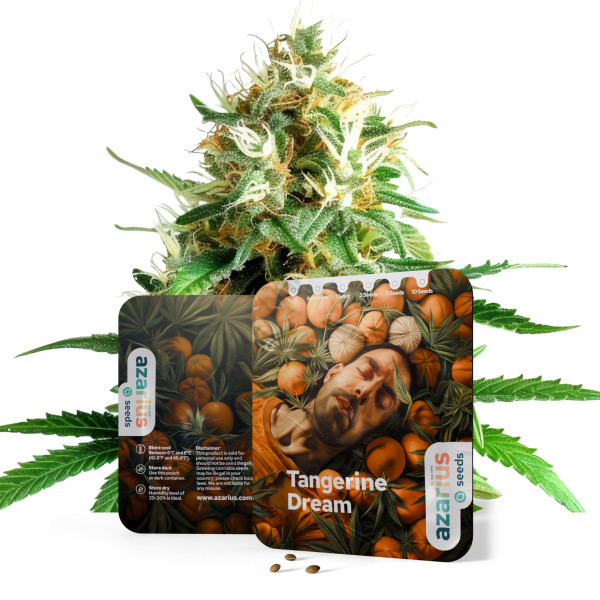 Tangerine Dream feminisierte Cannabissamen von Azarius