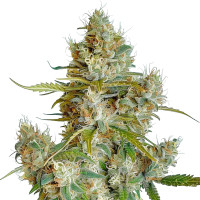 Thai Dream feminisierte Cannabissamen von Azarius