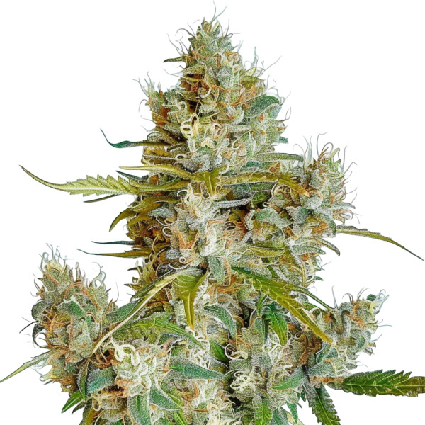 Thai Dream Auto
