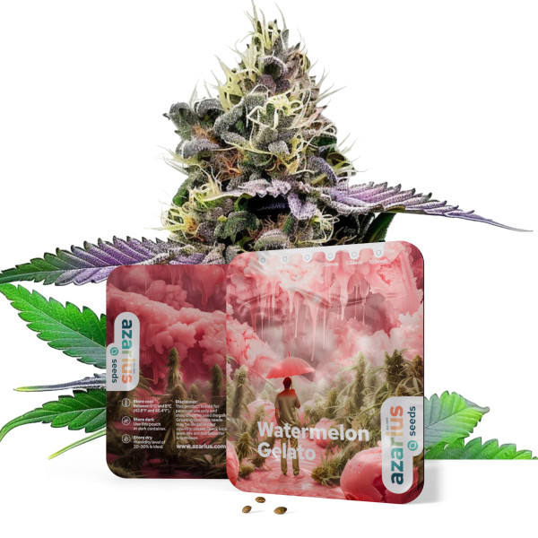 Watermelon Gelato | Cannabissamen von Azarius