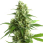 Ghost Train Haze Ghost Train Haze