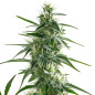 White Widow White Widow