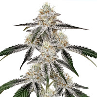Permanent Marker – Cannabissamen bei Azarius