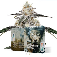 Permanent Marker – Cannabissamen bei Azarius