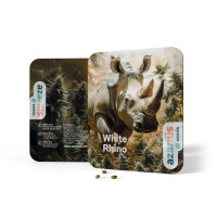 White Rhino