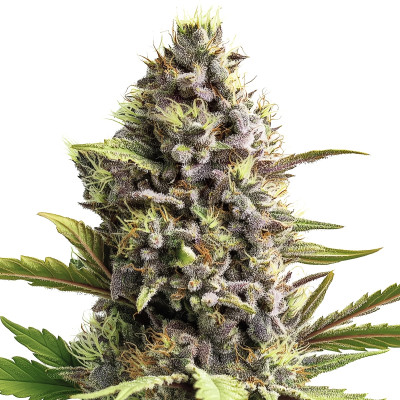 Forbidden Fruit