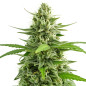 Skywalker OG Skywalker OG