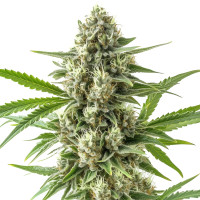Super Boof Auto