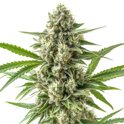 Super Boof Auto