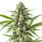 Super Boof Auto Super Boof Auto