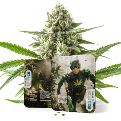 Super Boof Auto