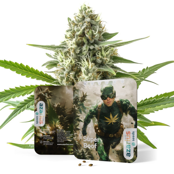 Super Boof Auto
