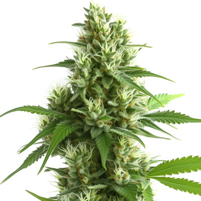 Ghost Train Haze Auto