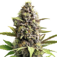Trainwreck Auto