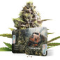 Trainwreck Auto Trainwreck Auto