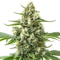 G13 Auto
