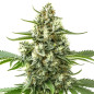 G13 Auto G13 Auto