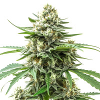 Alien OG Auto
