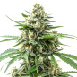 Alien OG Auto Alien OG Auto