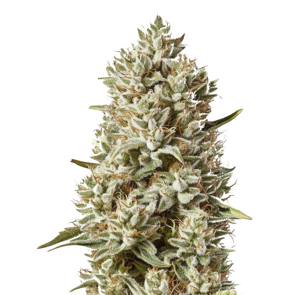 Skunk Auto