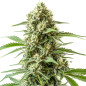 Bubba Kush Auto