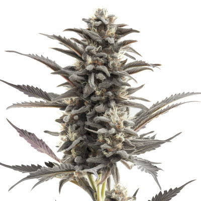Purple Punch Auto