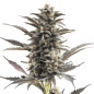 Purple Punch Auto Purple Punch Auto
