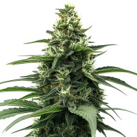 Zkittlez Auto
