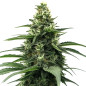Zkittlez Auto Zkittlez Auto
