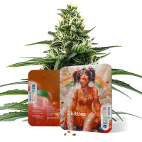 Zkittlez Auto