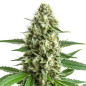 White Rhino Auto White Rhino Auto