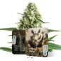 White Rhino Auto White Rhino Auto
