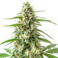 Grape Ape Auto Grape Ape Auto
