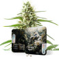 Grape Ape Auto Grape Ape Auto