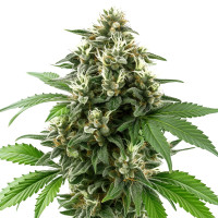 Hawaiian Snow Auto