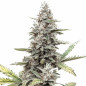 Green Poison Auto Green Poison Auto