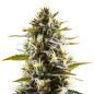 Forbidden Fruit Auto Forbidden Fruit Auto