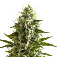 AutoBlack Widow