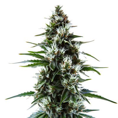 MAC 1 Auto