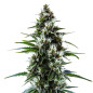 MAC 1 Auto