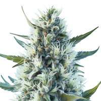 Cinderella 99 Auto