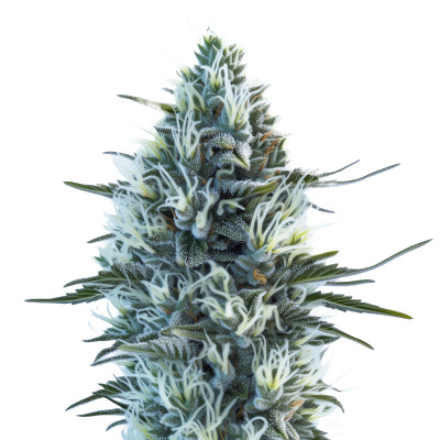 White Widow Auto