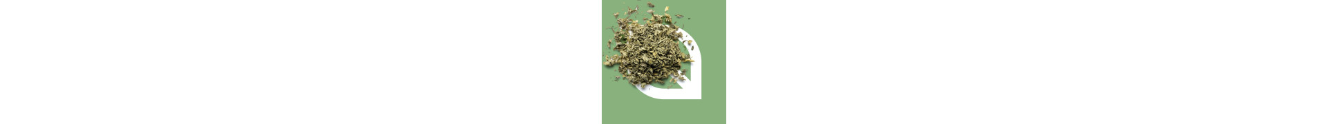 Damiana kaufen | Damianablätter für Tee | Turnera diffusa