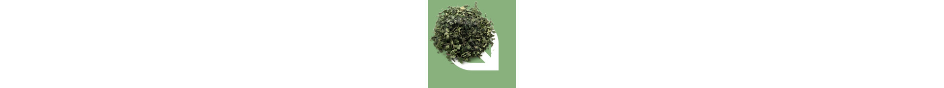 Khat Samen kaufen: Catha edulis