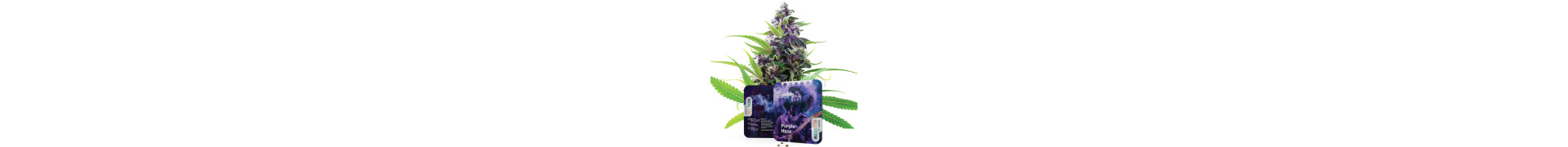 Haze-Sorten kaufen | Haze Seeds für top Aroma und Ertrag