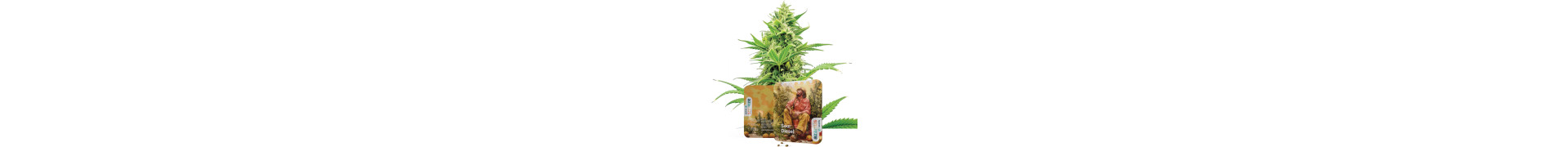 Diesel-Samen: Feminisierte Samen von Sour Diesel und viele mehr