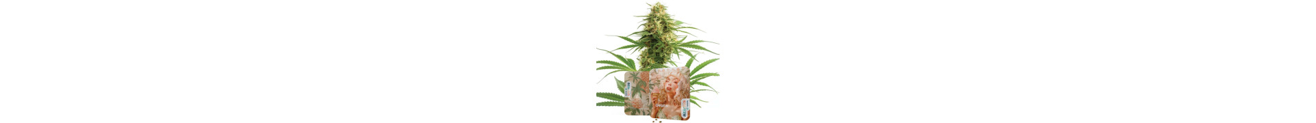 Gelato-Samen kaufen | Gelato Seeds
